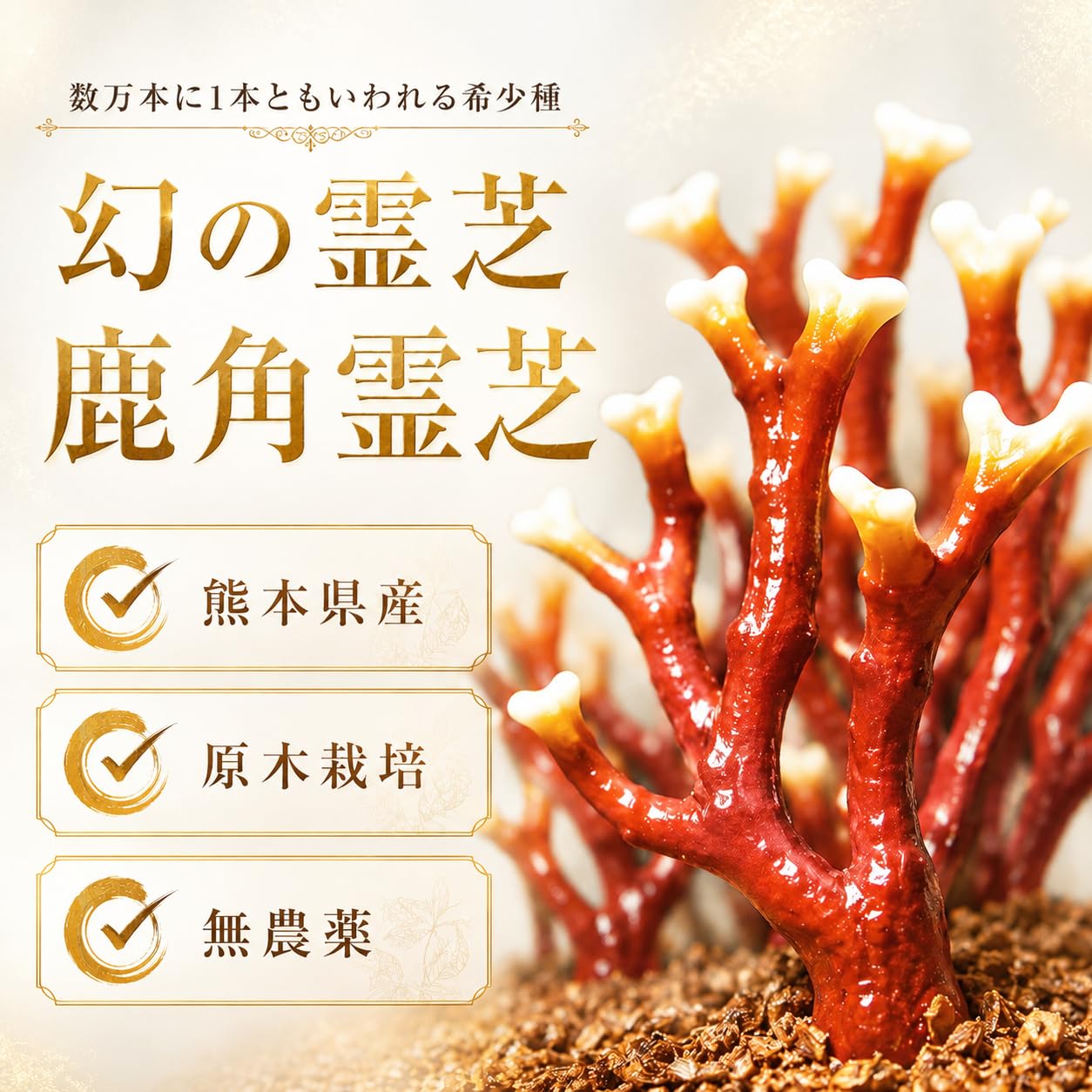 Amazon.co.jp: 『宝寿仙』熊本県産 幻 鹿角霊芝 ろっかくれいし最先端