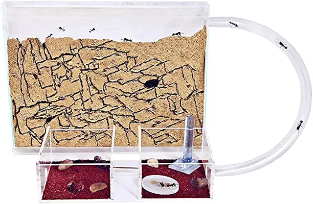Natürliche Ameisenfarm aus Sand - Medium Set mit Ameisenkolonie | Ameisen Terrarium