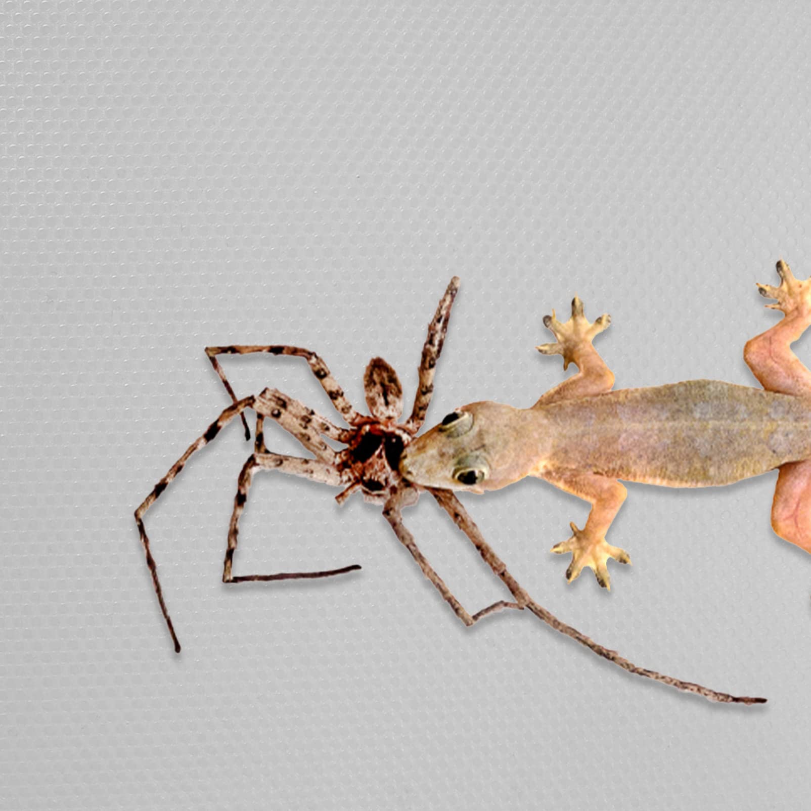 POPETPOP Crawling Blanket Substrate for Reptile Tank Terrarium Substrate Carpet Bedding for Reptiles Substrate Carpet for Reptile Tank Bearded Dragon Stuff Bearded Dragon Clothes