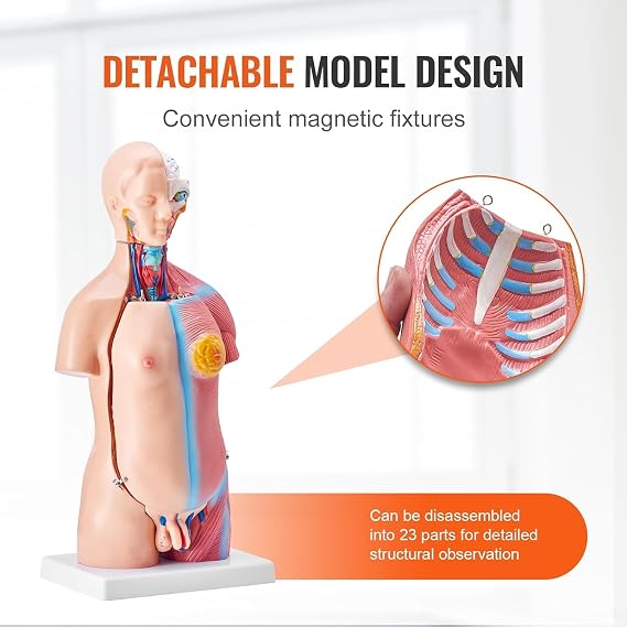 45Cm Human Body Model Torso Anatomical Human Body Model 23 Pieces Anatomical Human Torso Model Unisex Anatomical Skeleton Model with Removable Organs Educational Anatomy Model