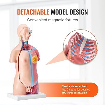 45Cm Human Body Model Torso Anatomical Human Body Model 23 Pieces Anatomical Human Torso Model Unisex Anatomical Skeleton Model with Removable Organs Educational Anatomy Model