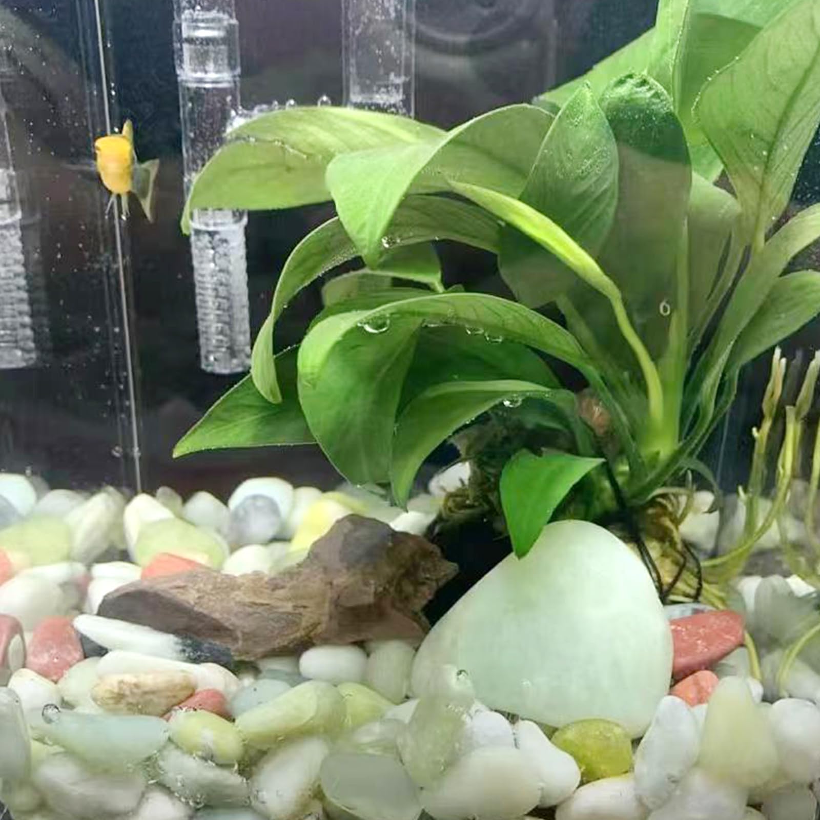 Kamienie jadeitowe sukulenty, 2,3 kg, naturalne polerowane kamienie, 1,8-3 cm, kamienie rzeczne do sukulentów, wazon, donica na kwiaty, do aranżacji
