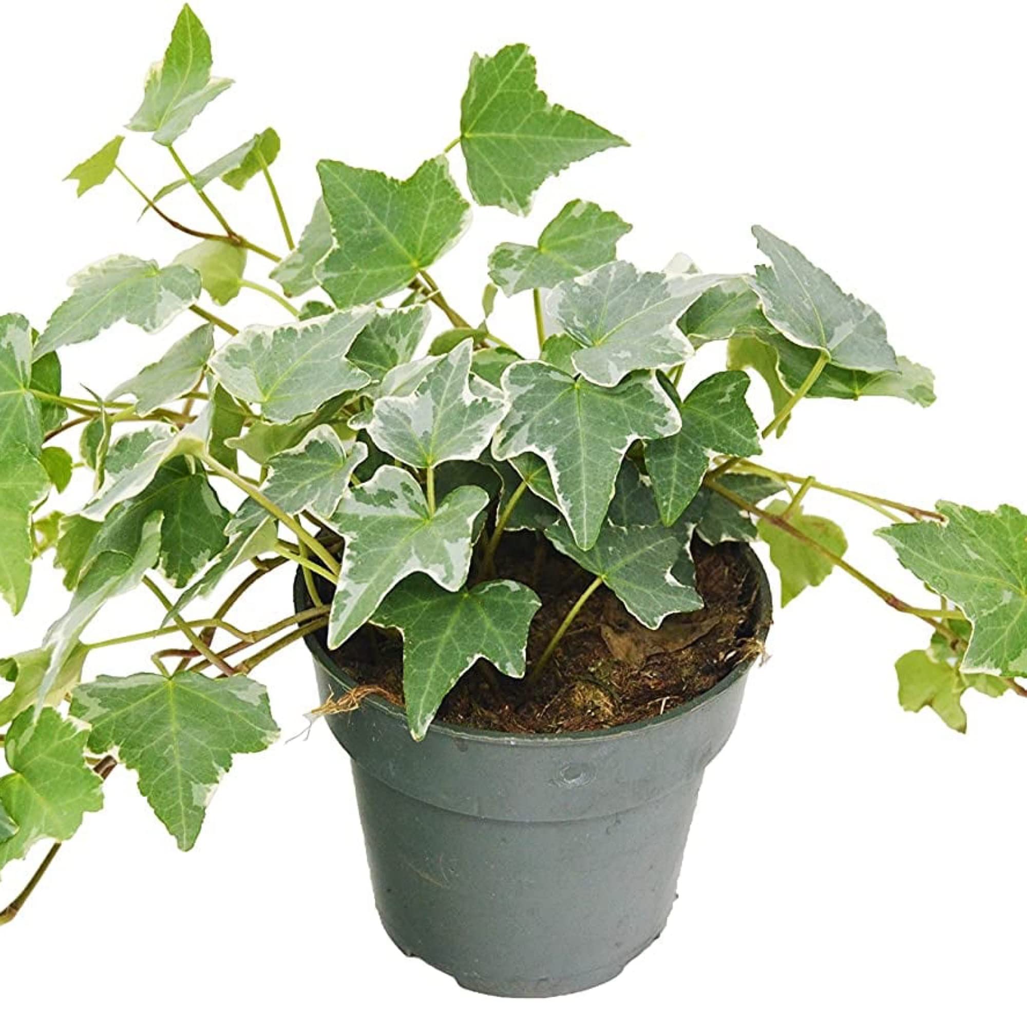 See full amazon price history chart for Guruji Plantation Desi Ivy Plant Indoor Plant For Home and Garden with Pot (Pack of 1) (English Ivy) Guruji Plantation Desi Ivy Plant Indoor Plant For Home and Garden with Pot (Pack of 1) (English Ivy) (B0BXH7RZYY) Amazon Price History, Amazon Price Tracker