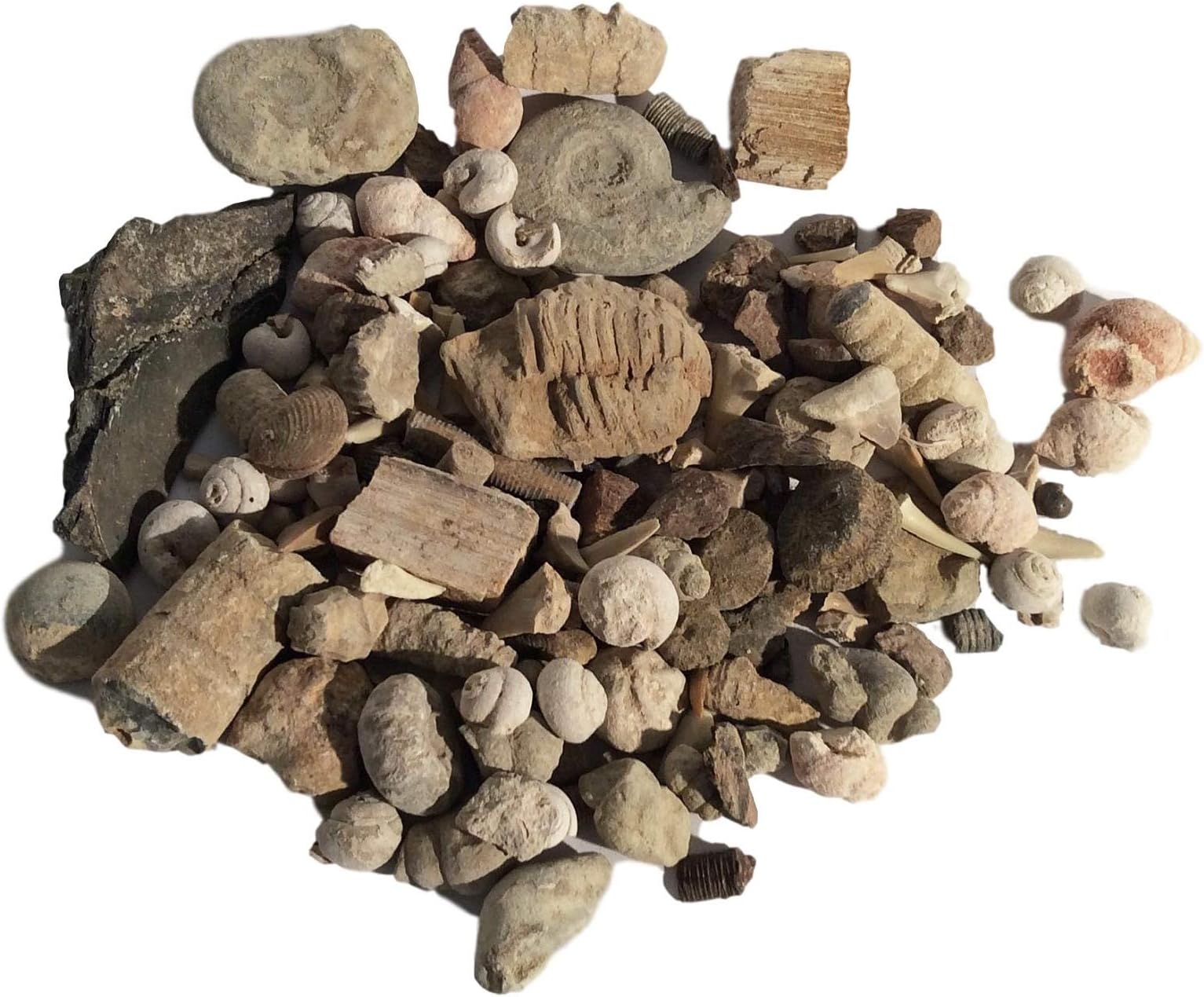 DINOSAURS ROCK Variety Mix of Real Genuine Bulk Fossils - 1 lb - 30+ Pieces