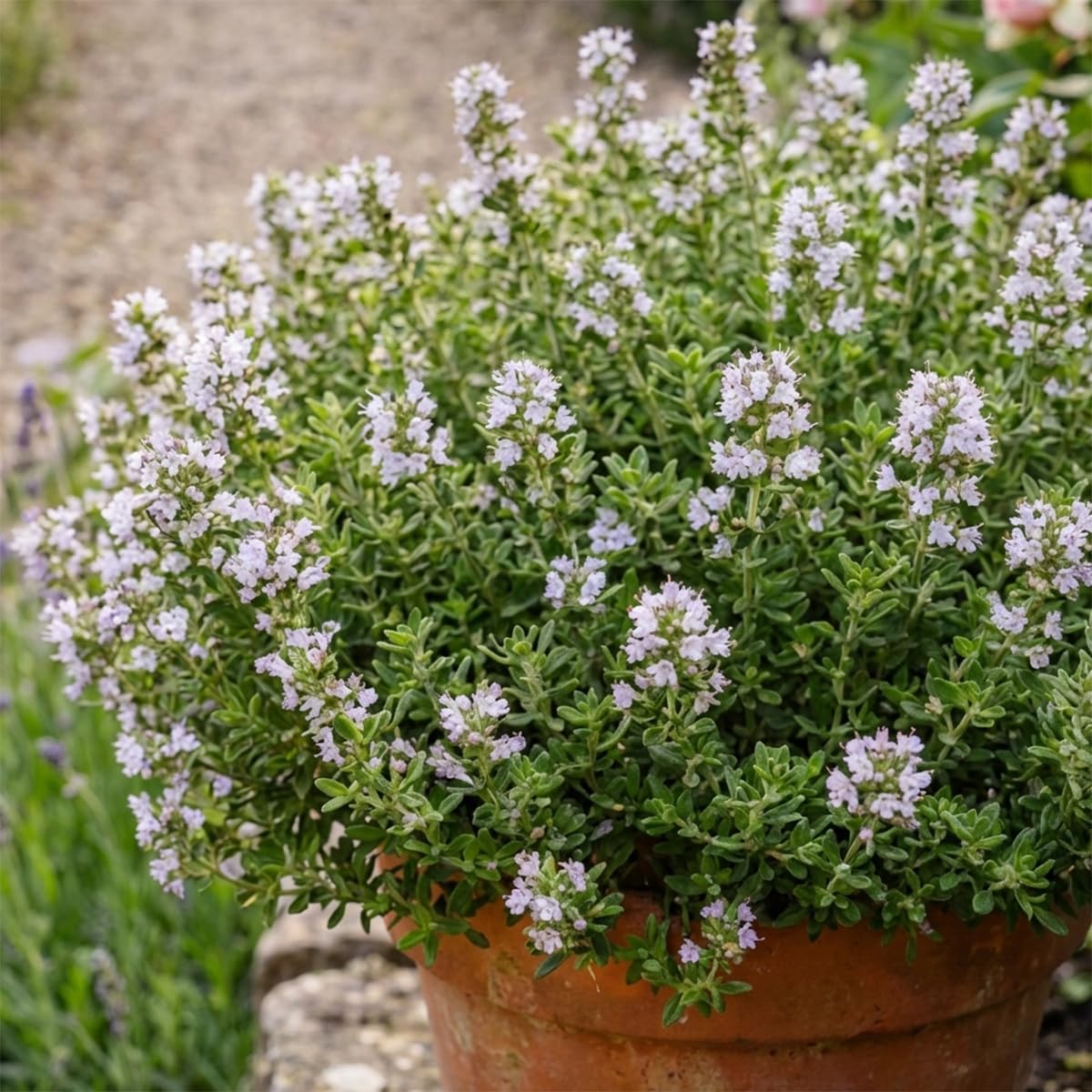 Bloomique - Set di 6 - Thymus vulgaris - Timo vero - Resistente all'inverno - Piante da balcone - Piante aromatiche - Profumate - Altezza 10-20 cm - Vaso 9 cm