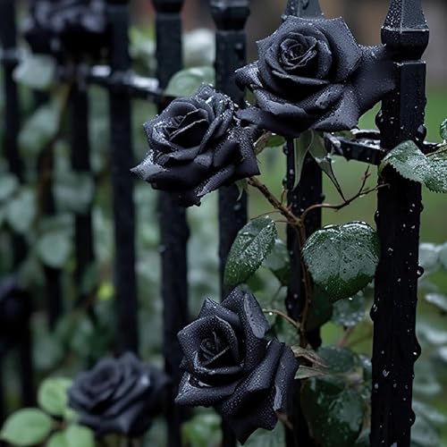 Miniatura 3 de Más de 300 piezas de semillas de rosas negras raras, arbustos de rosa, semillas de rosas perennes, fragantes trepadoras, flores de vid rosadas,