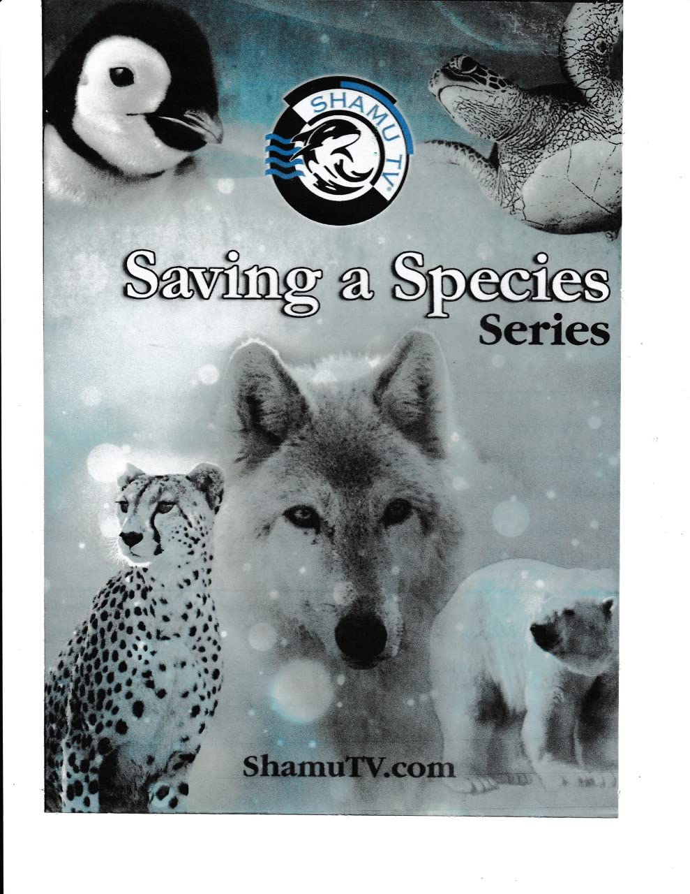 Saving a Species Series: Cheetah, Penguins, Wolves, Polar Bears, and Sea Turtle [DVD]
