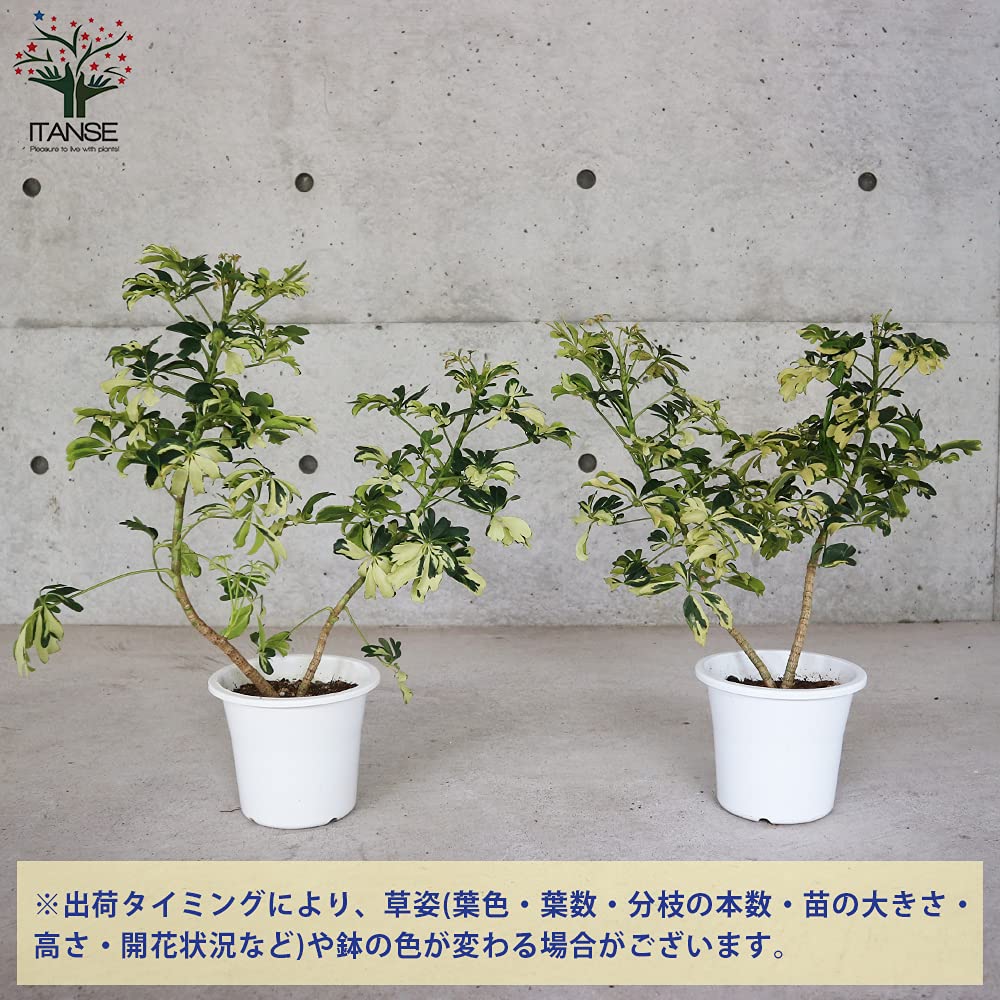 Amazon.co.jp: ホンコンカポック レナータ(斑入り品種)観葉植物 5号