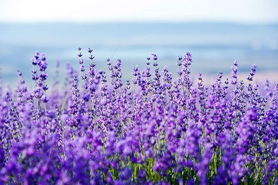 Echter Lavendel Samen Mehrjährig Winterhart bis 20C (Lavandula