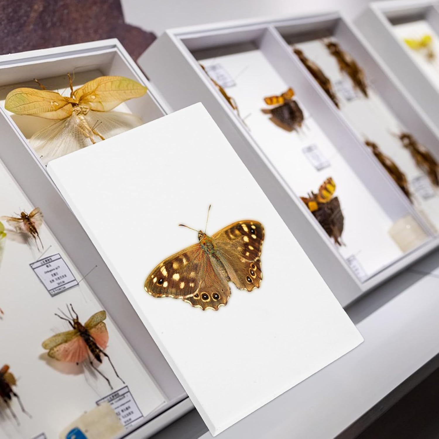 3pcs Butterfly Mounting Spreading Boards Eva Material Lightweight and Versatile White Specimen Display Boards for Insect Collection and Science Education