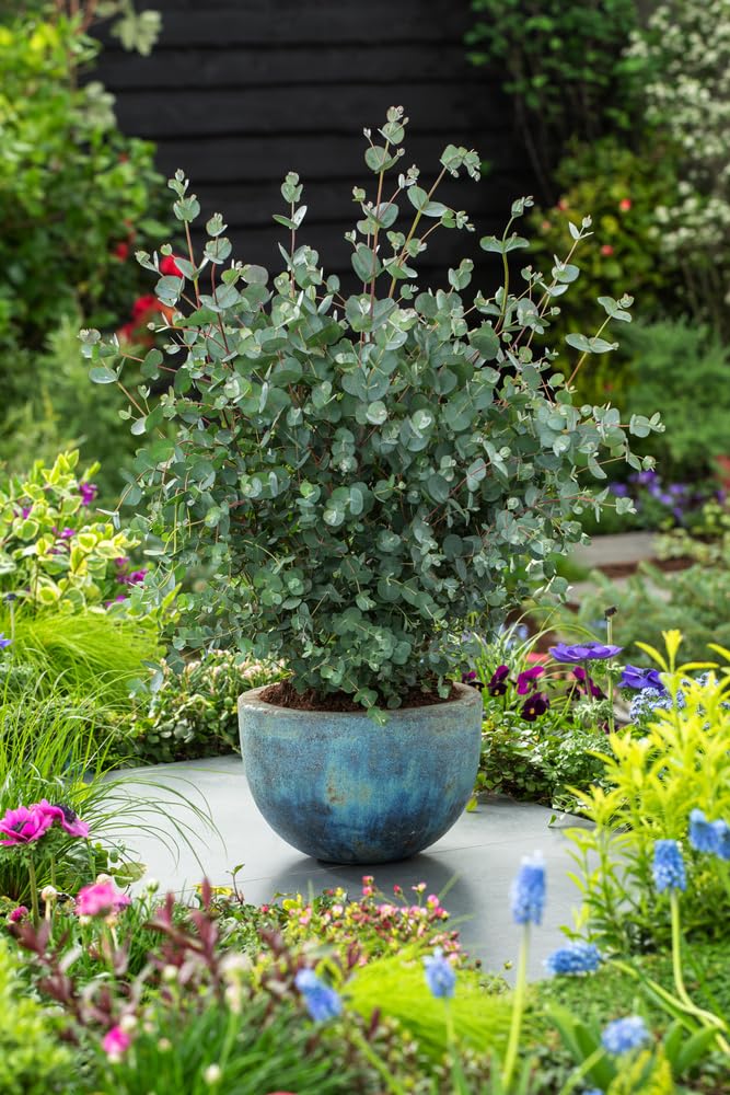 Eucalyptus gunnii Azura Strauch – Winterharter Eukalyptus für Garten & Terrasse, Aromatische Blätter, Pflegeleicht, Zierpflanze im Topf (1)