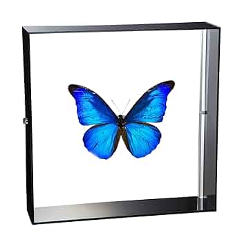 Morpho rhetenor蝶 レテノールモルフォ 標本 71sdmdwlCfL._UF350,350_QL50_.jpg