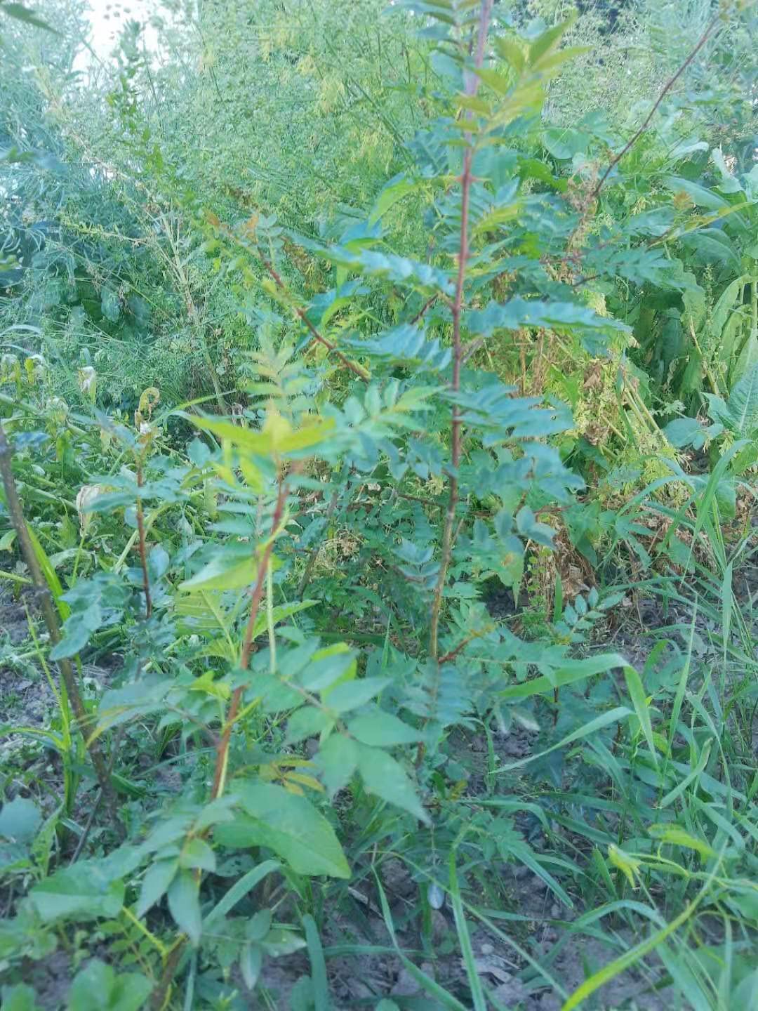 pepper plant（花椒树苗）