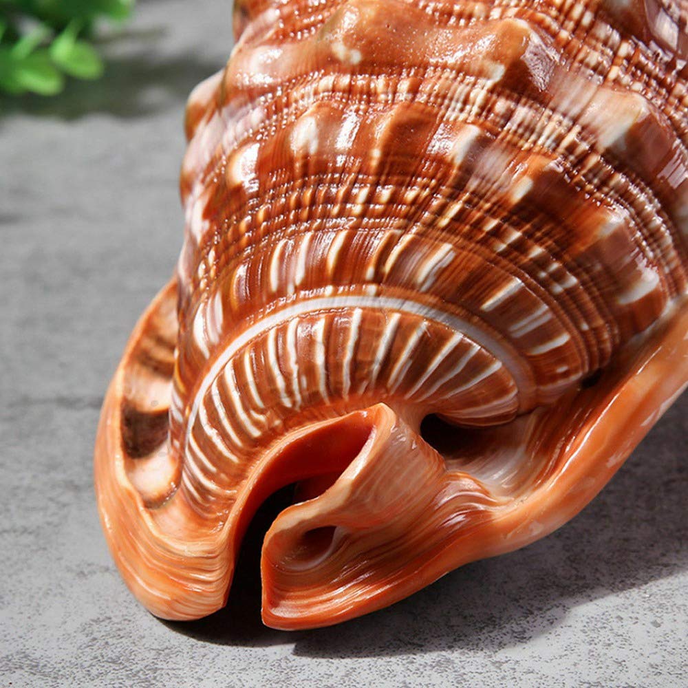 Tlilyy de de Natural Concha Concha Coral Pecera de Caracol de Mar Adornan Adorno 1 Unids