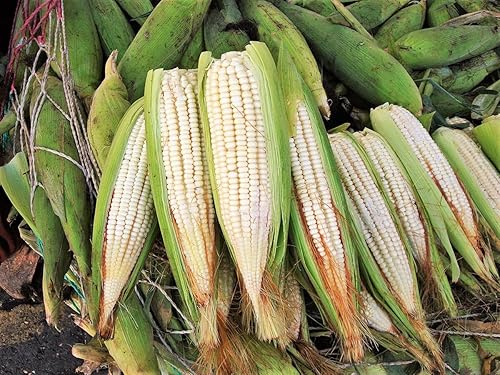 Miniatura 3 de Semillas de maíz White Silver King Dent - 1 libra a granel - para 2024 semillas de harina de alimentación de ensilaje de campo polinizado abierto