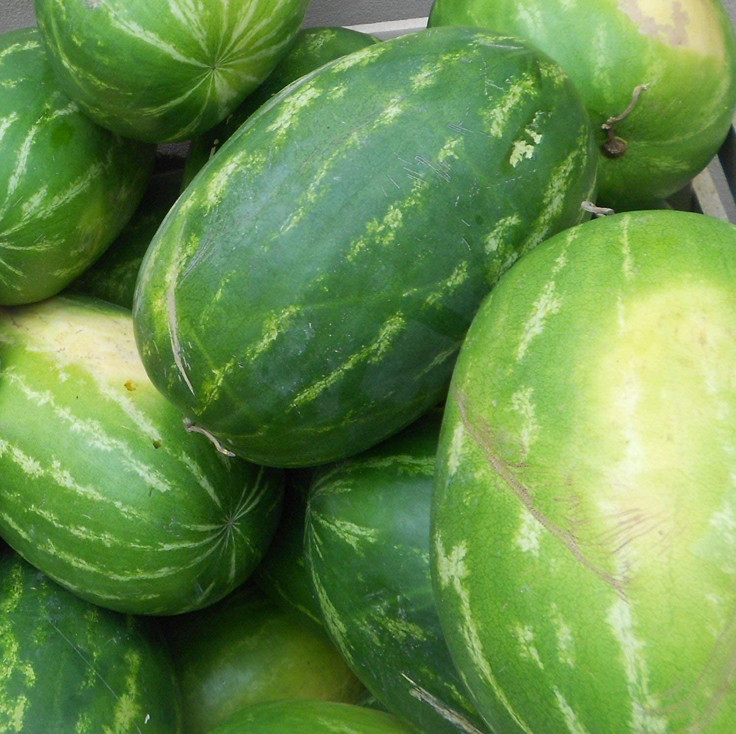 Hirts: Seed; Fruits & Berries Duncan Seed North Carolina Giant Watermelon Seed, Huge 200 lbs -10 Seeds (B01MTIH2YB) Amazon Price History, Amazon Price Tracker