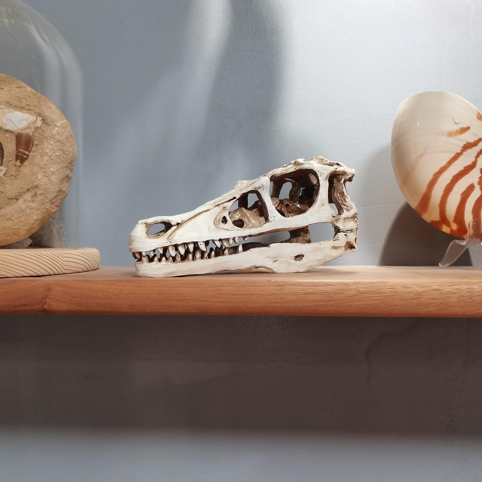 Realistisches Dinosaurier-Skelettmodell Velociraptor-Dinosaurier-Schädel Fossil Dinosaurier-Geschenke für Erwachsene,Grau,17cm