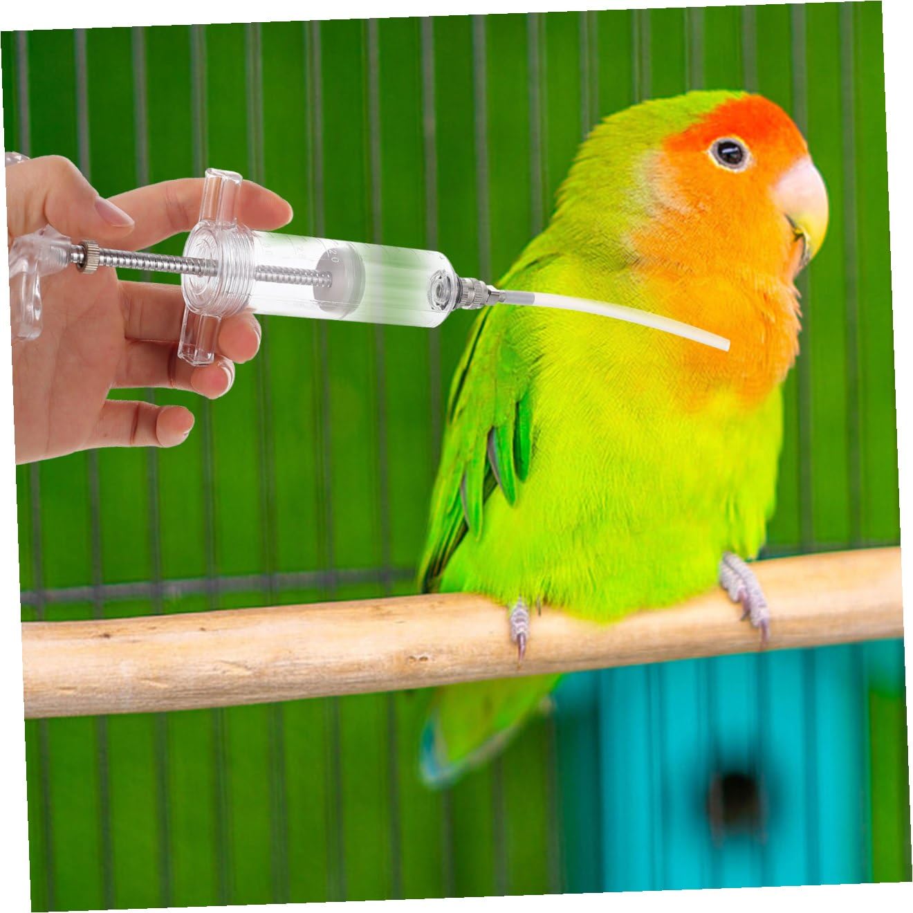 3 Sets Baby Vogel Für Nymphensittich Hand Papagei Feeder Papagei Feeder Zubehör