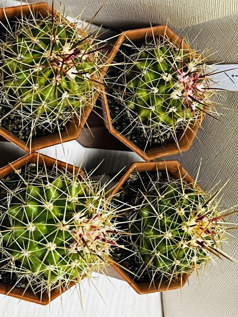 Amazon.co.jp: GW フェロカクタス属ポトシー4株人気ピンク棘サボテン Amazon.co.jp: GW フェロカクタス属ポトシー4株人気ピンク棘サボテン