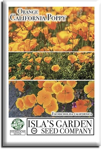 Orange California Poppy, más de 1500 semillas de flores por paquete, semillas de jardín de Isla (semillas de jardín de Isla), semillas sin OMG y