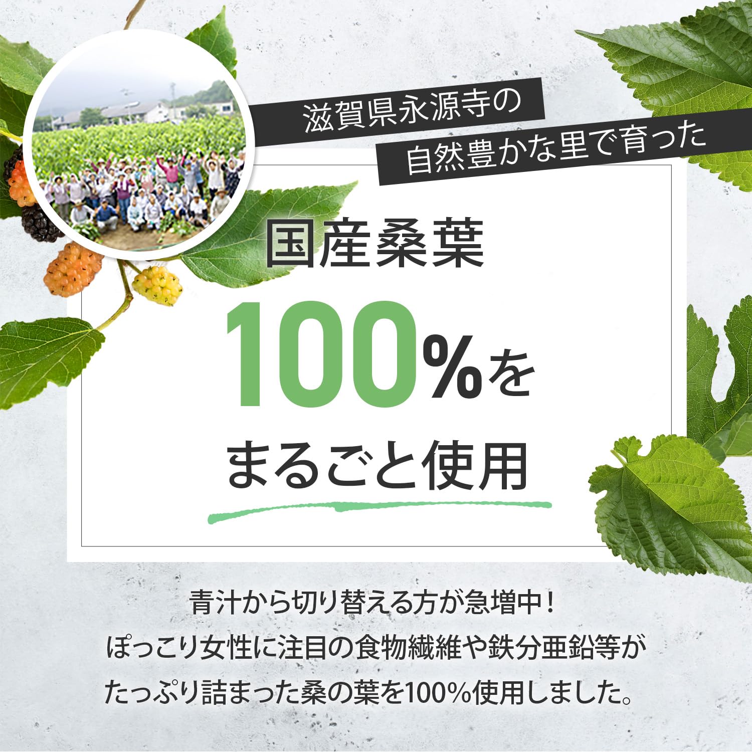 Amazon.co.jp: ソシア 糖煎坊 桑の葉茶 30包 1ヶ月分 食物繊維 お茶 