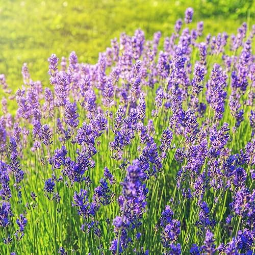 Miniatura 3 de 2 plantas de lavanda vivas, plantas aromáticas con flores de lavanda, 4-8 pulgadas de alto totalmente enraizadas, lavandas para jardines,
