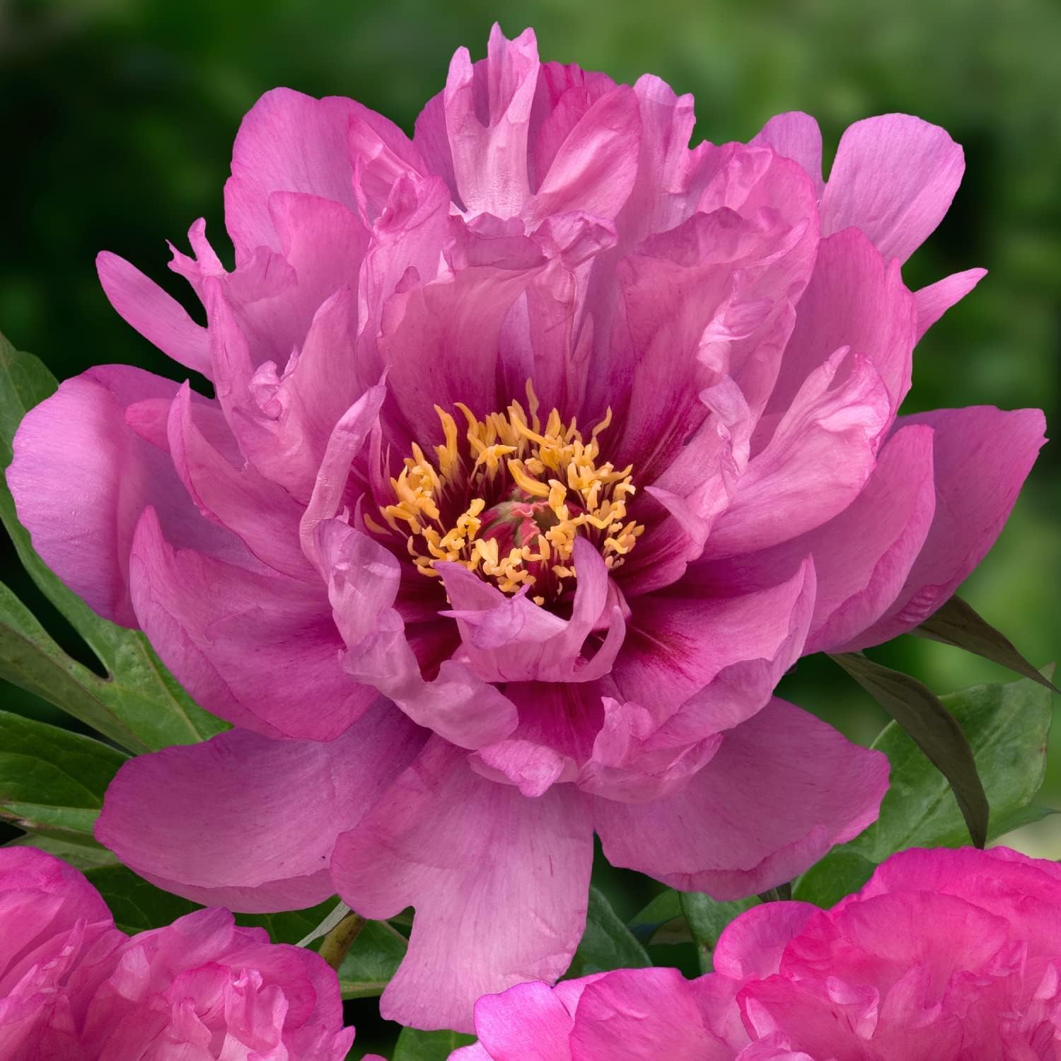 Peonia Coral Passion - Pianta Perenne Per Giardino O Vaso - Radice Singola - Resistente Al Freddo - Foto 3