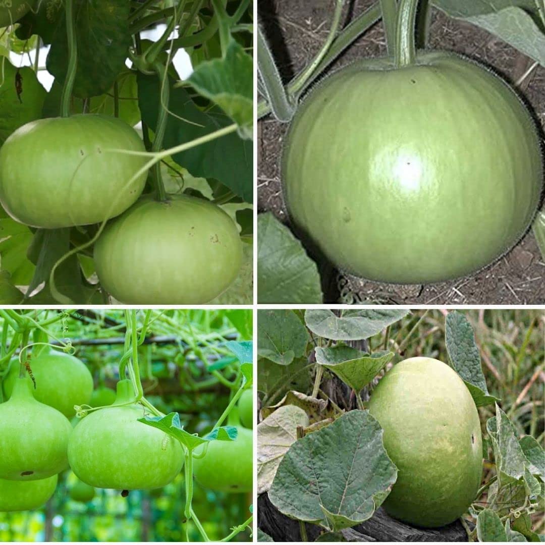 Bottle guard vegetable seeds hybrid seeds home gardening vegetable seeds seeds for all summer season per packet 50 seeds (B0B4B43NXT) Amazon Price History, Amazon Price Tracker
