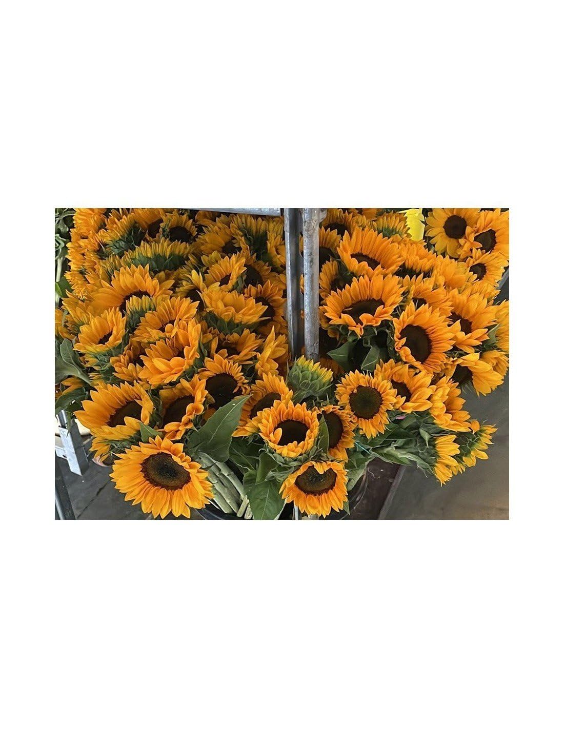JARDIN202 - Girasoles | Flor Natural | Ramo de 5 tallos | Amarillo | 80cm de alto