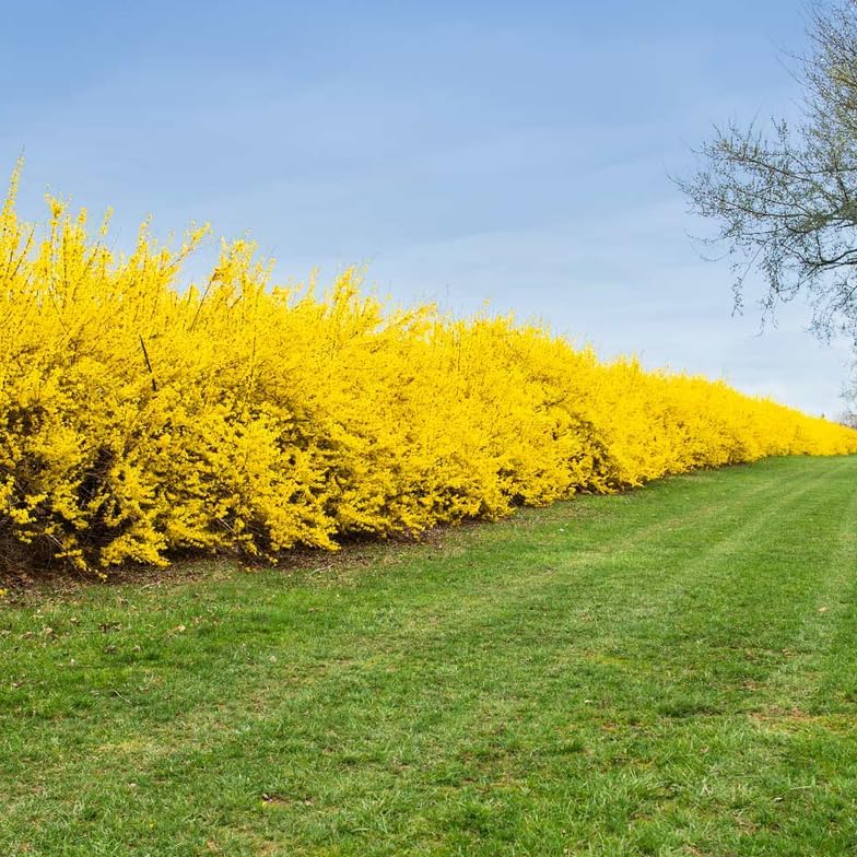 5 Lynwood Gold Forsythia Shrubs - 10-18" Tall Live Plants - Golden Bell Yellow Lynnwood Bushes/Trees - Forsythia x Intermedia 'Lynwood' - (5 Pack)