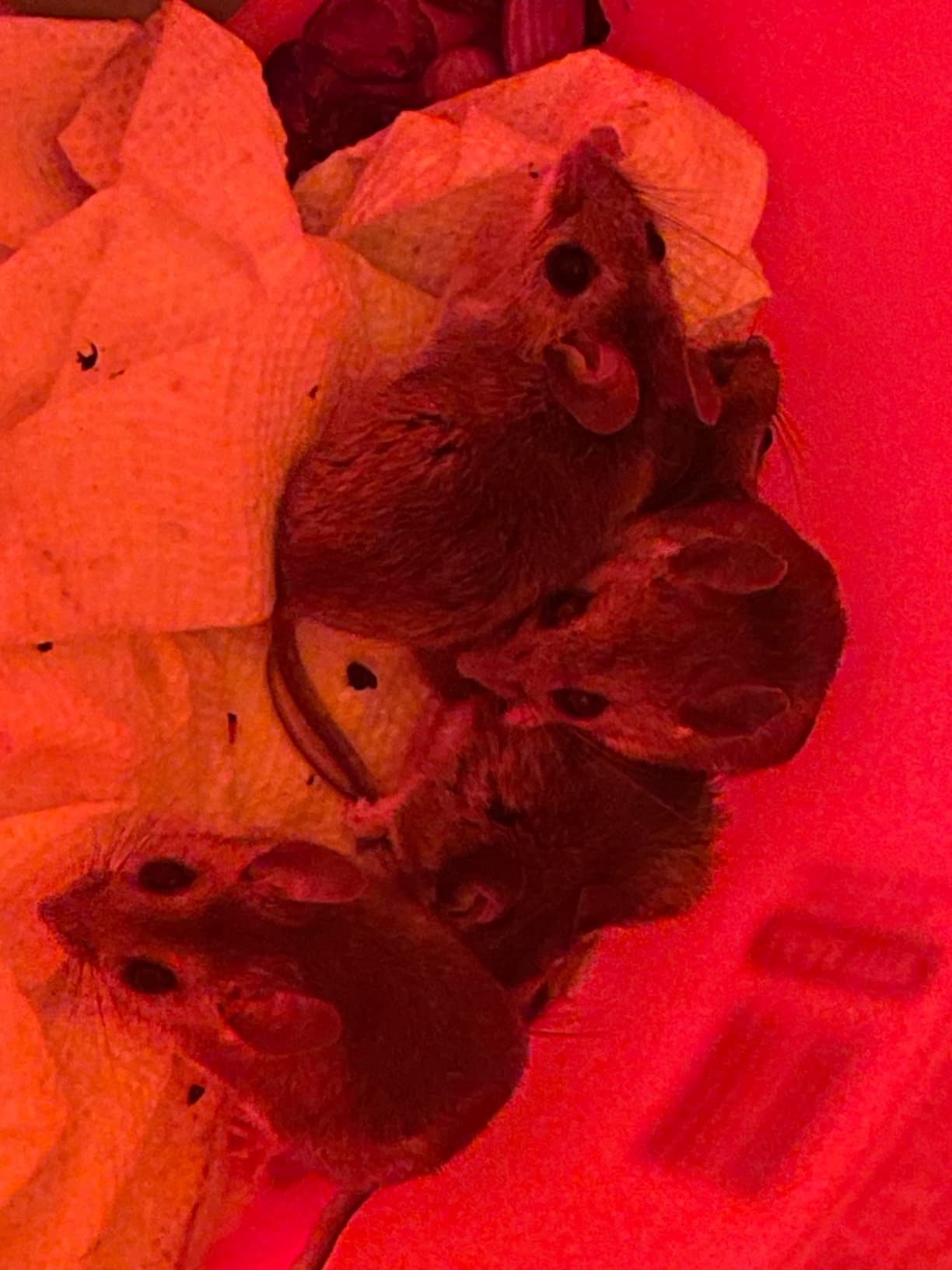 MultiCatch Mouse Trap: Humane & Lethal Mice Solution photo review