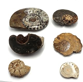 Lot of Fossils Goniatite, Ammonite, Nautilus (6 Pieces) 17027