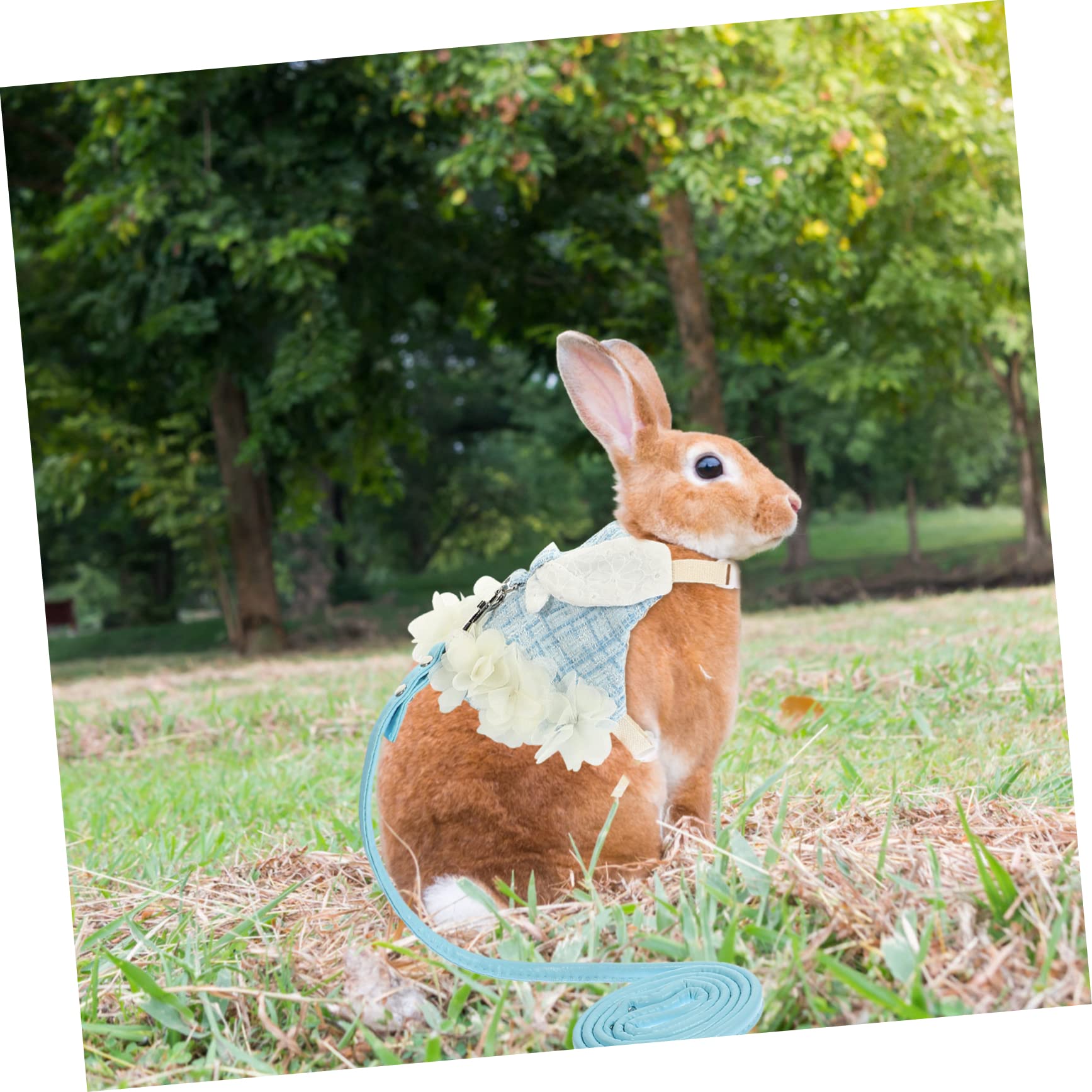 Angoily 3sets Per Coniglio Con Guinzaglio Gilet Vestibile Per Animali Domestici Design Elegante e Confortevole Per Passeggiate e Foto