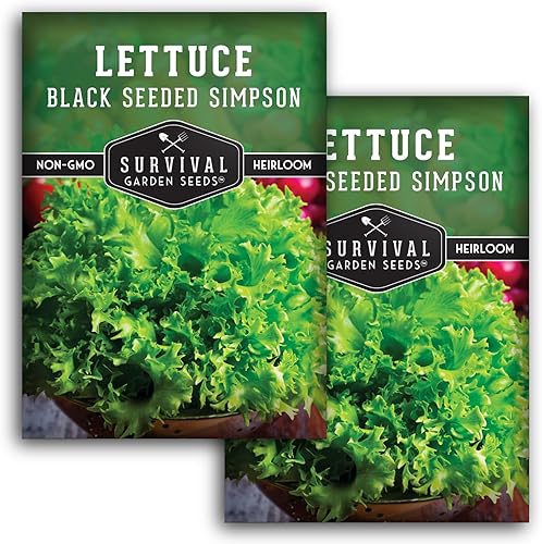 Miniatura 7 de Semilla de lechuga Simpson de semillas negras para plantar, 1 paquete con instrucciones para plantar verduras de ensalada fáciles de cultivar en tu