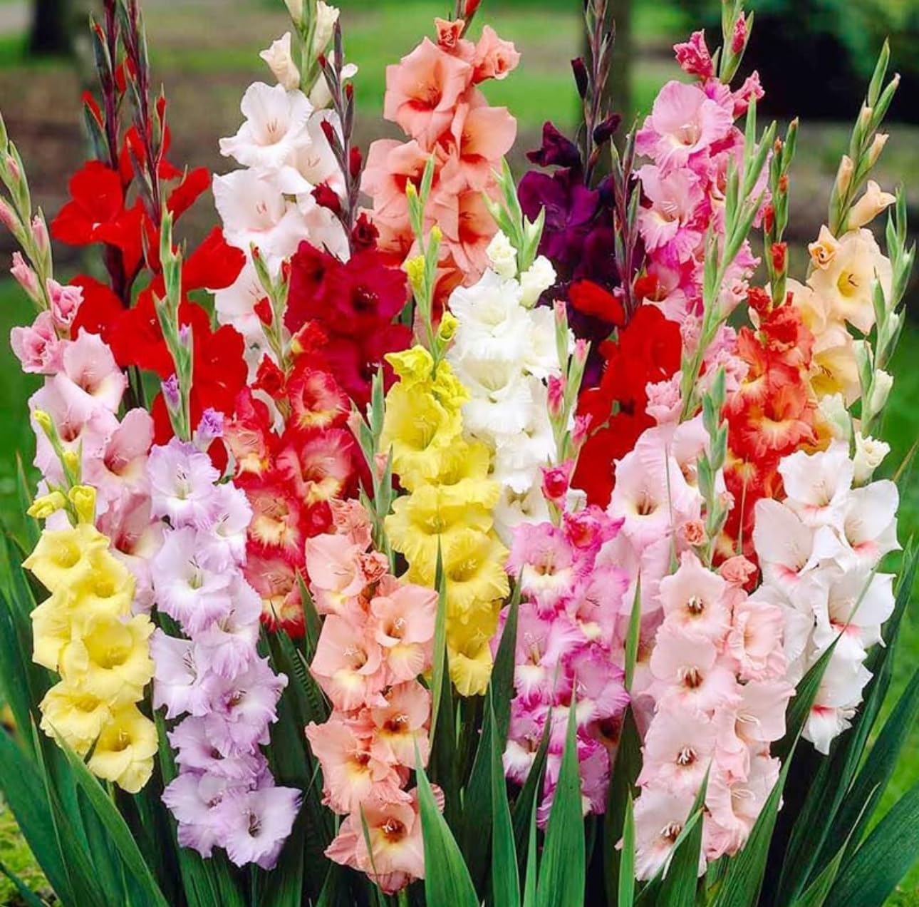 Gladiolus Bulbs Mixed Variety 20 Bulbs Attractive Flowers Gladiolus Bulbs Border Growing Mix Gladiolus Corms Plants Perennial Root USA Made & Shipped