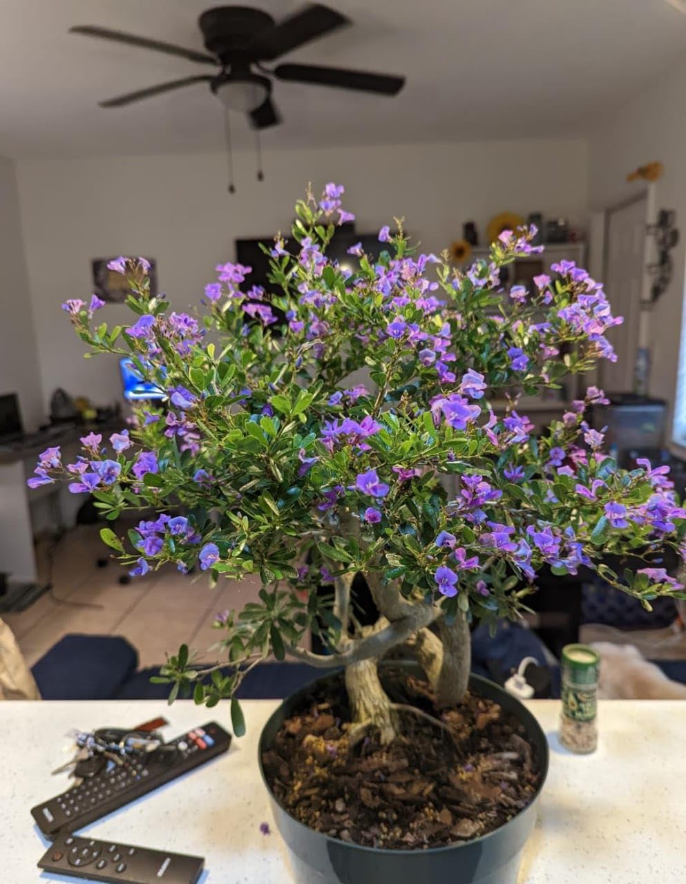 vietnamese Blue Bell Flower Live Plant R2-image-13