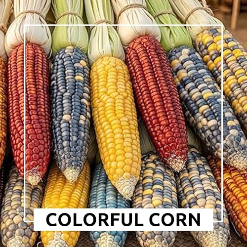 Miniatura 6 de Semillas de maíz raras para plantar, 25 semillas por paquete, se envían desde Iowa, Estados Unidos (maíz acechador rojo)