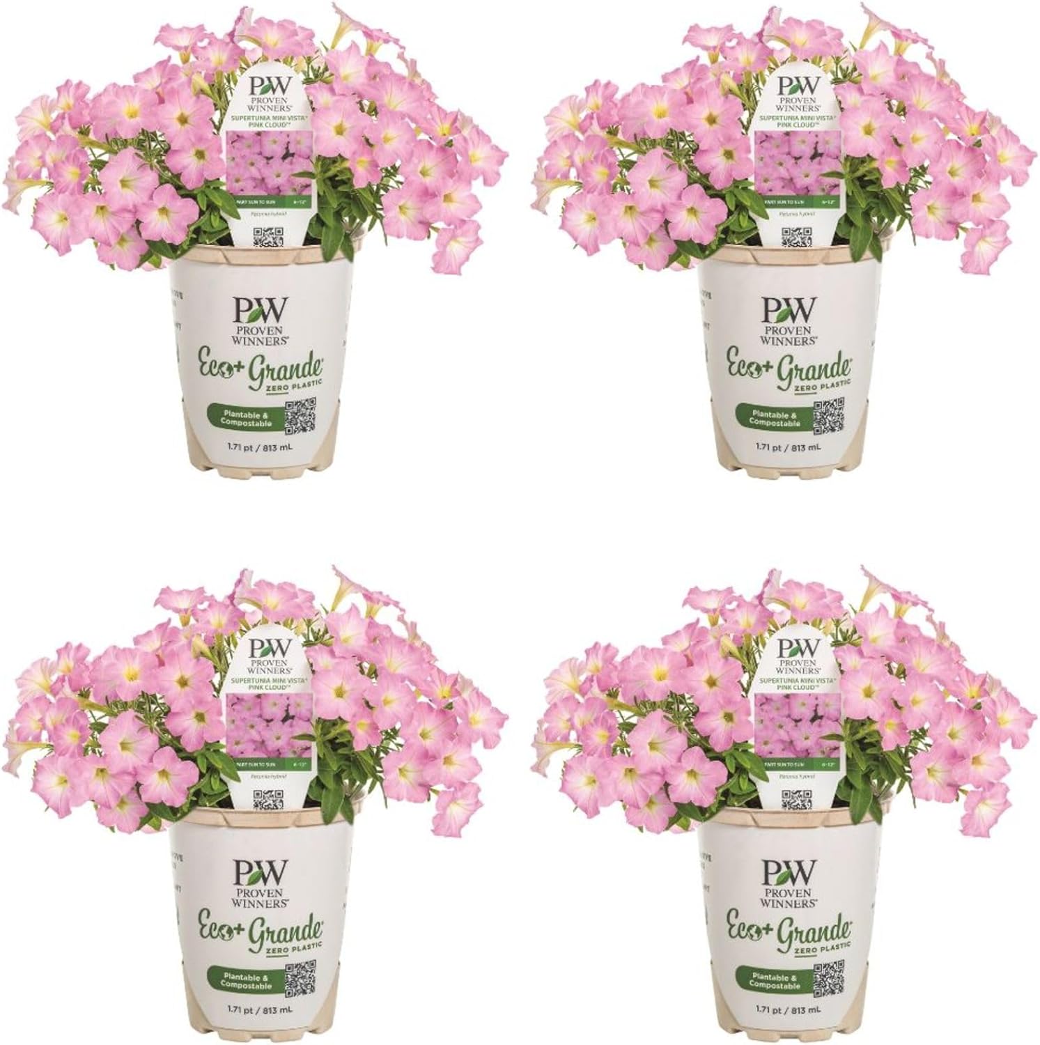 Proven Winners Supertunia Mini Vista Pink Cloud Supertunia (Petunia Hybrid) Live Plant, Eco+ Grande, 4 Pack