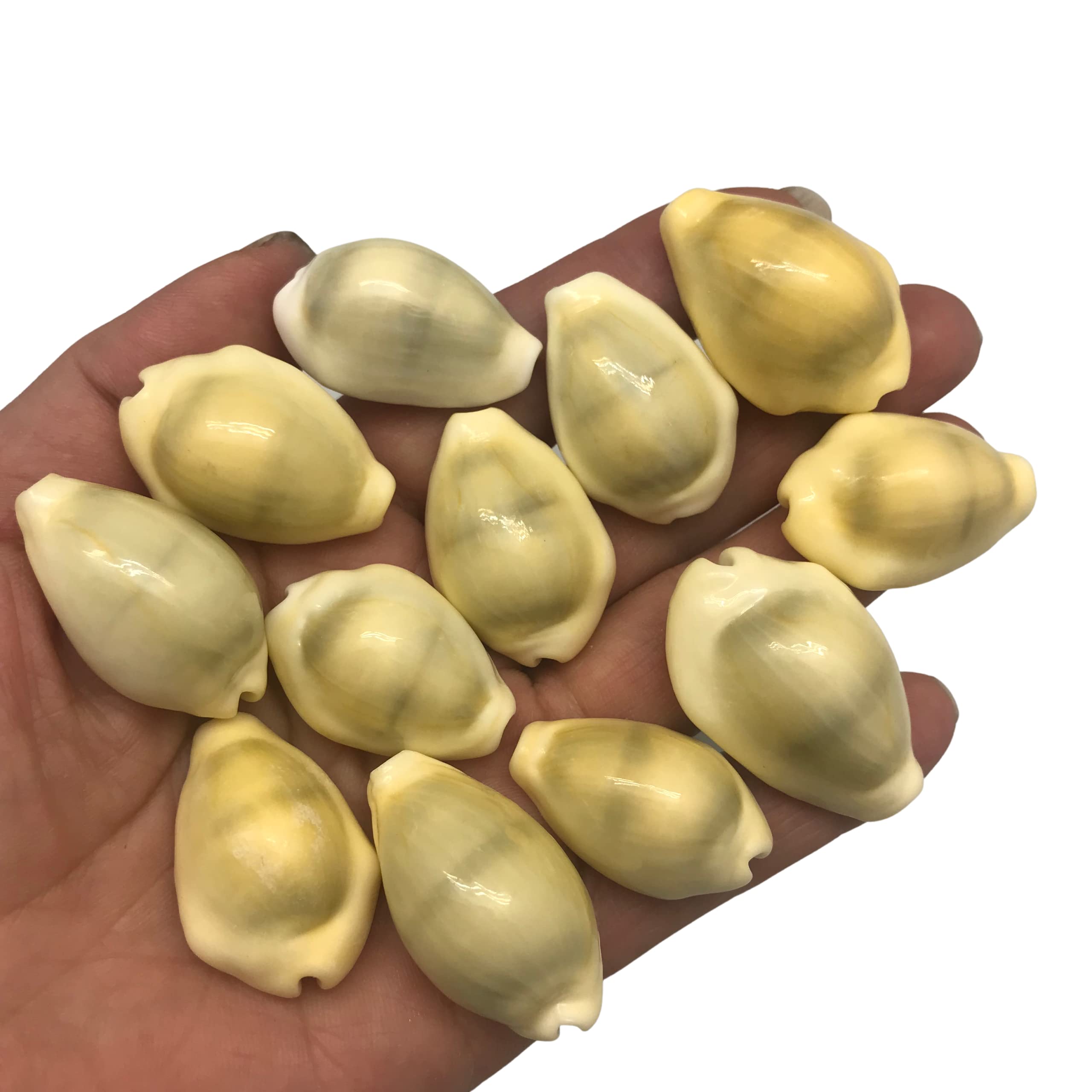 PEPPERLONELY 12PC Serpent's Head Cowrie Sea Shells, Cyprae Caputserpentis Shells, 1-1/4 Inch ~ 1-1/2 Inch (#77827)