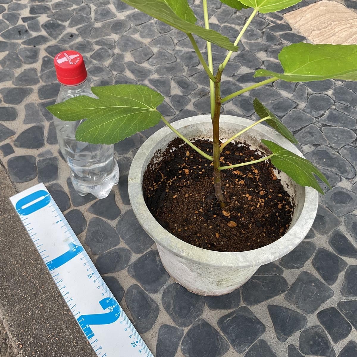 ✨いちじく苗コーラルダルバテラ✨ Amazon.co.jp: イチジク ラッタルラ 苗木 レア品種 さし木苗 鉢植え