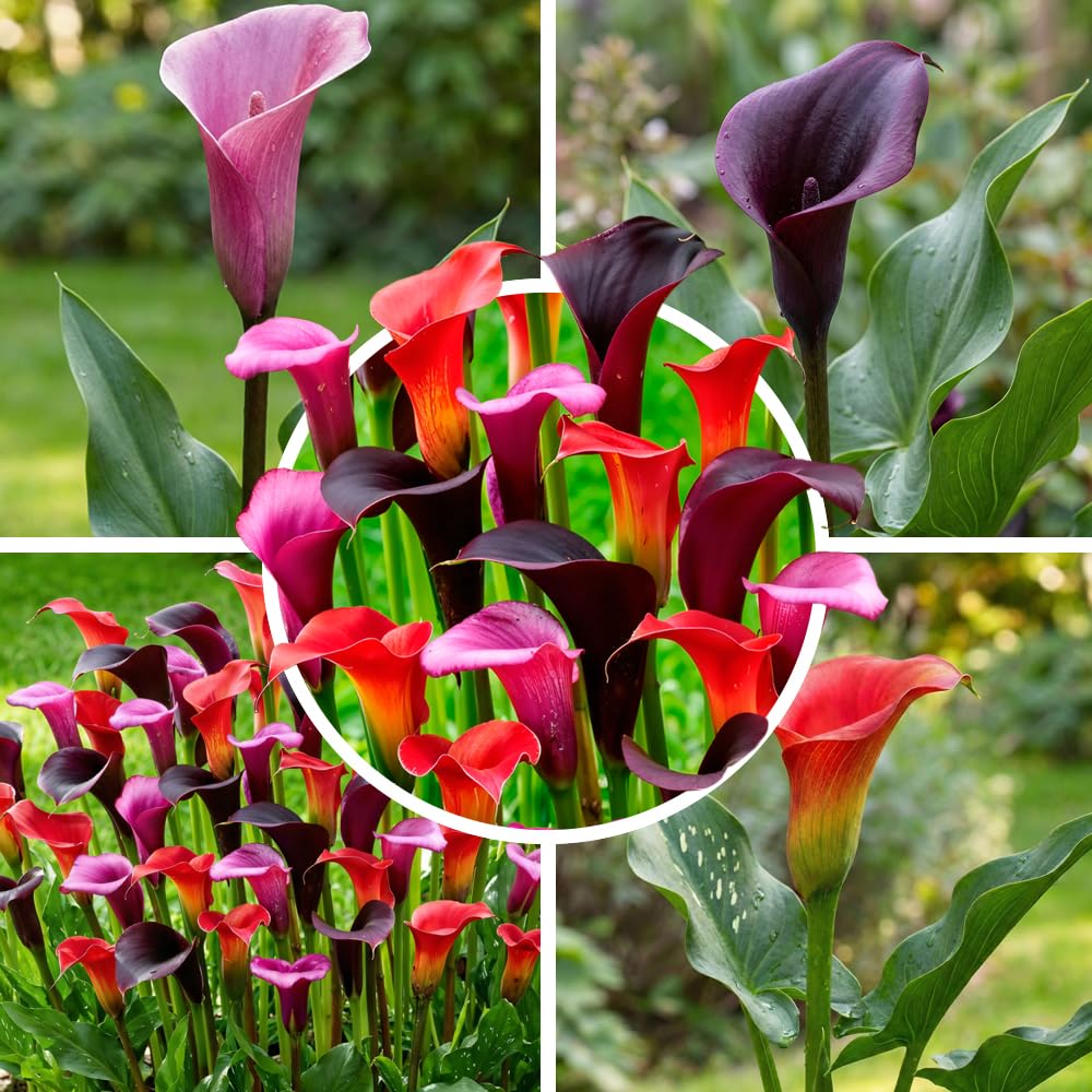 Calla Lys violets noirs rouges 5 bulbes hollandais grands pour pot