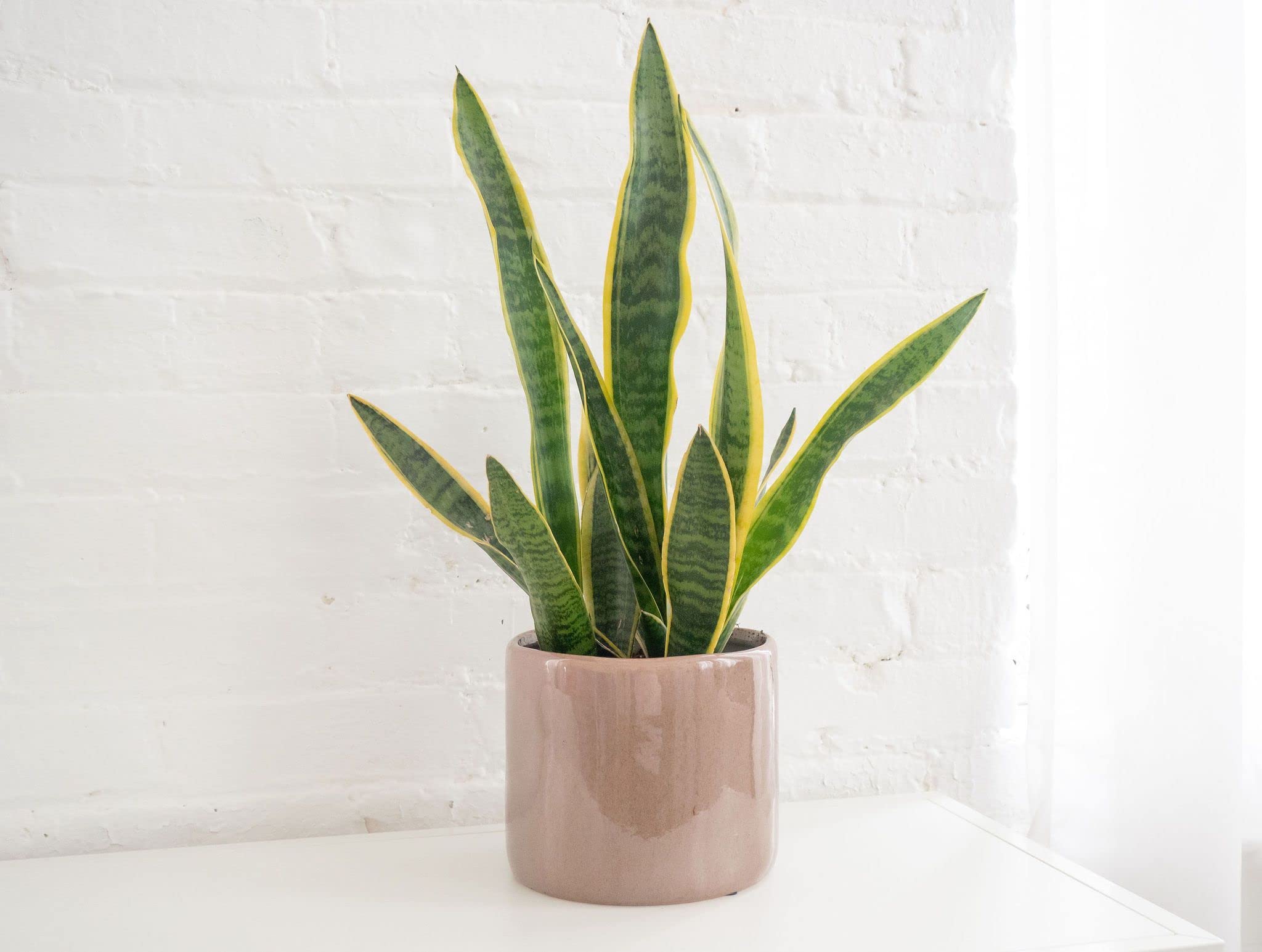 PlantaZee Air Purifier Snake Plant with Pot (B09KQN7QYS) Amazon Price History, Amazon Price Tracker