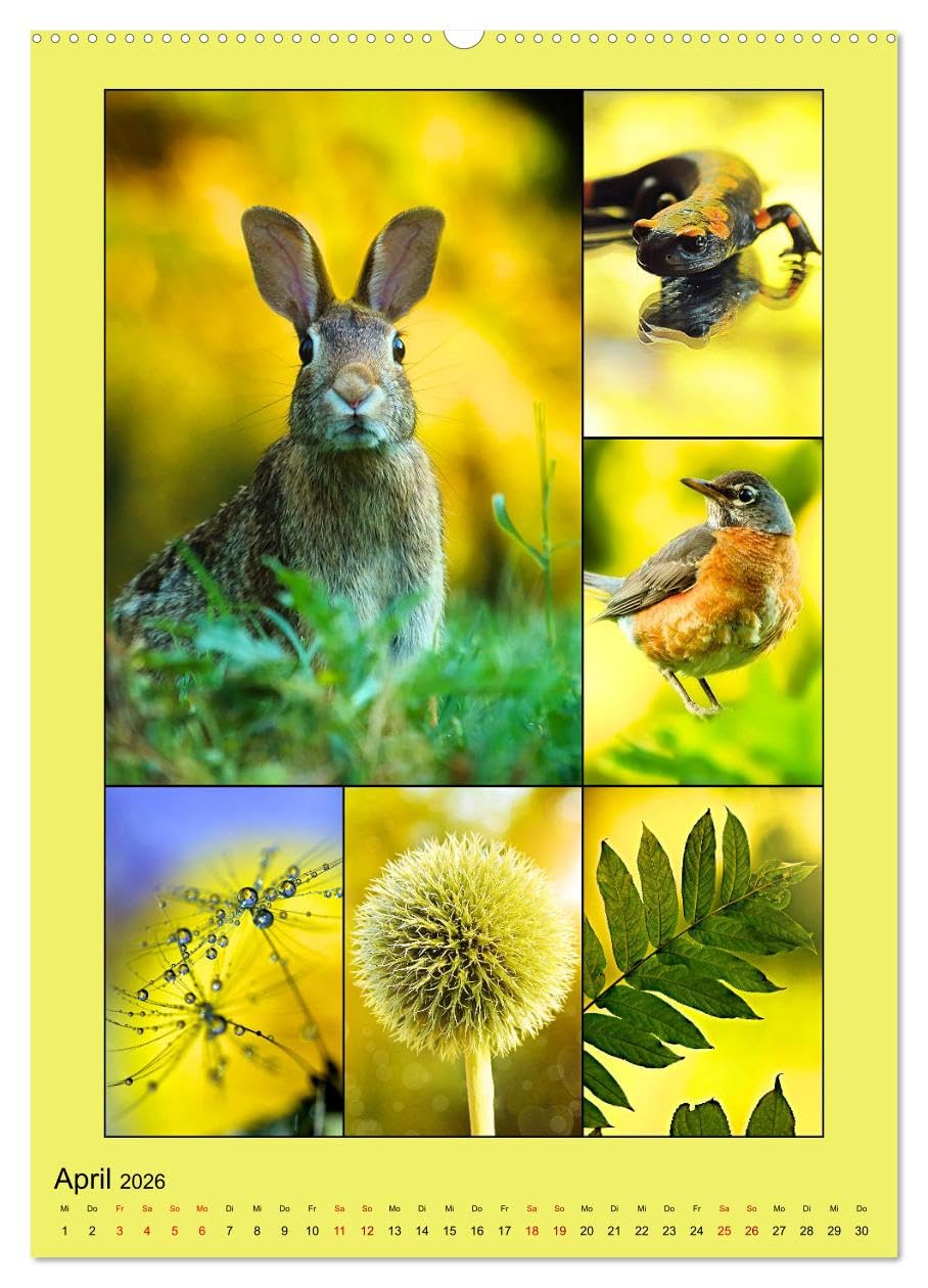 Farbsymphonien der Natur (hochwertiger Premium Wandkalender 2026 DIN A2 hoch), Kunstdruck in Hochglanz: Stimmungsvolle Collagen in faszinierenden unterschiedlichen Farbkombinationen (CALVENDO Natur)