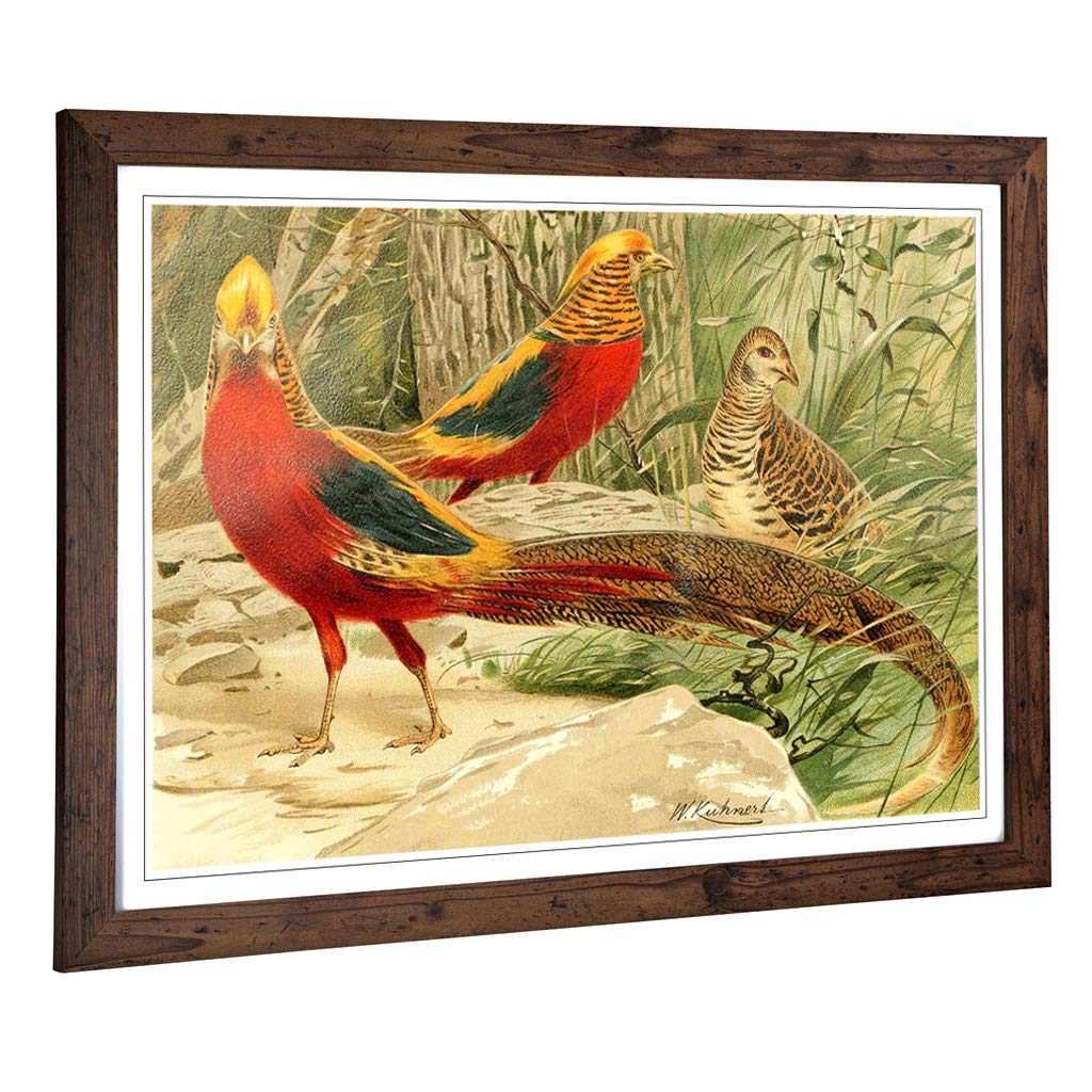 Big Box Art Framed Print of Vintage W Kuhnert Golden Pheasants Design | Wall Art Picture | Home Decor for Kitchen, Living Room, Bedroom, Hallway, Walnut, A2 / 24.5x18 Inch / 62x45cm