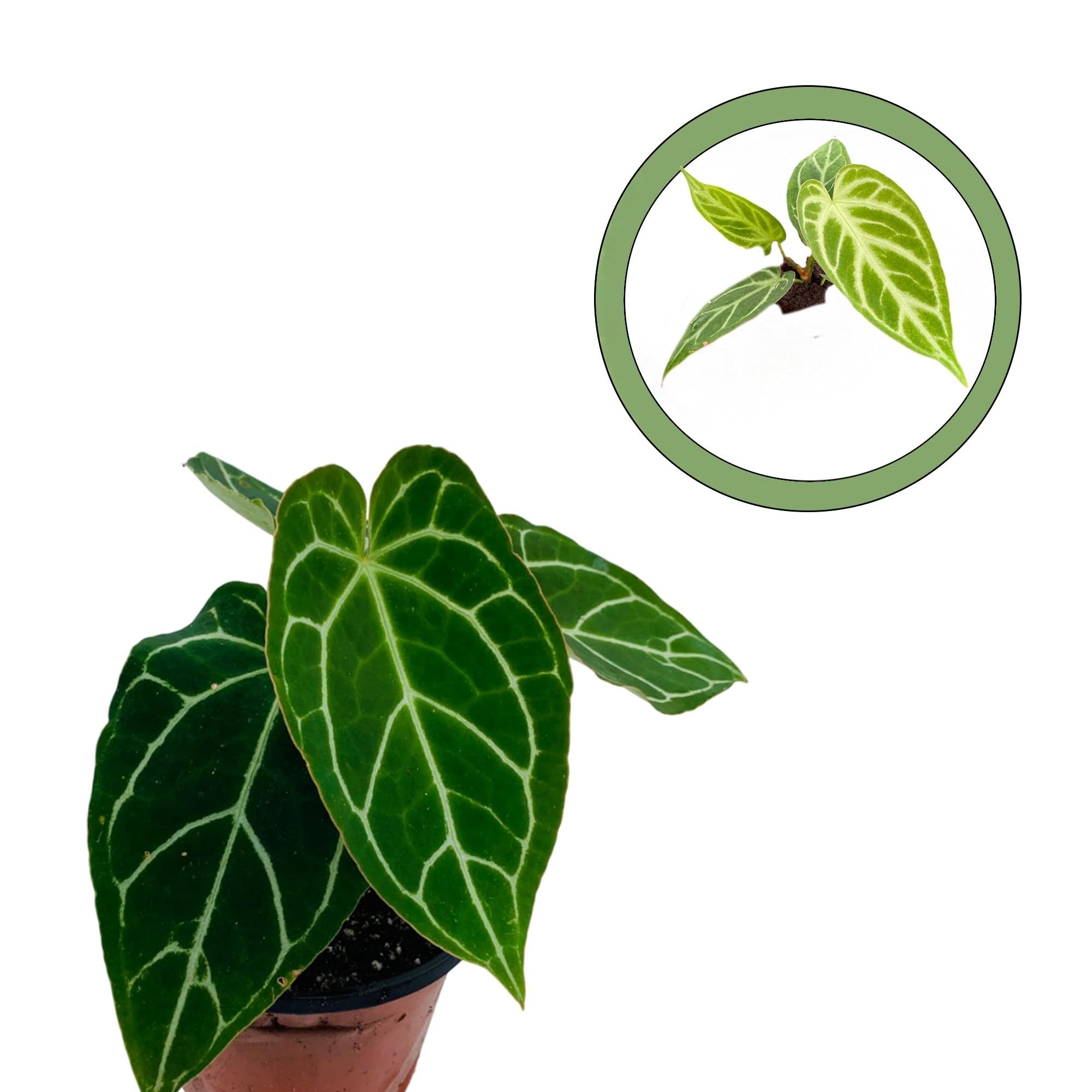 Seed Grown Anthurium crystallinum Silver x Magnificum Starter Plant