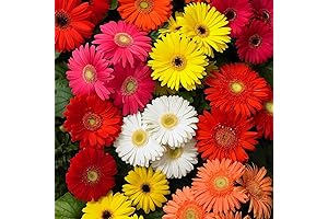 Gerbera Daisy Seeds for Planting - 300+ Mixed Gerbera Daisy Seeds Non-GMO...