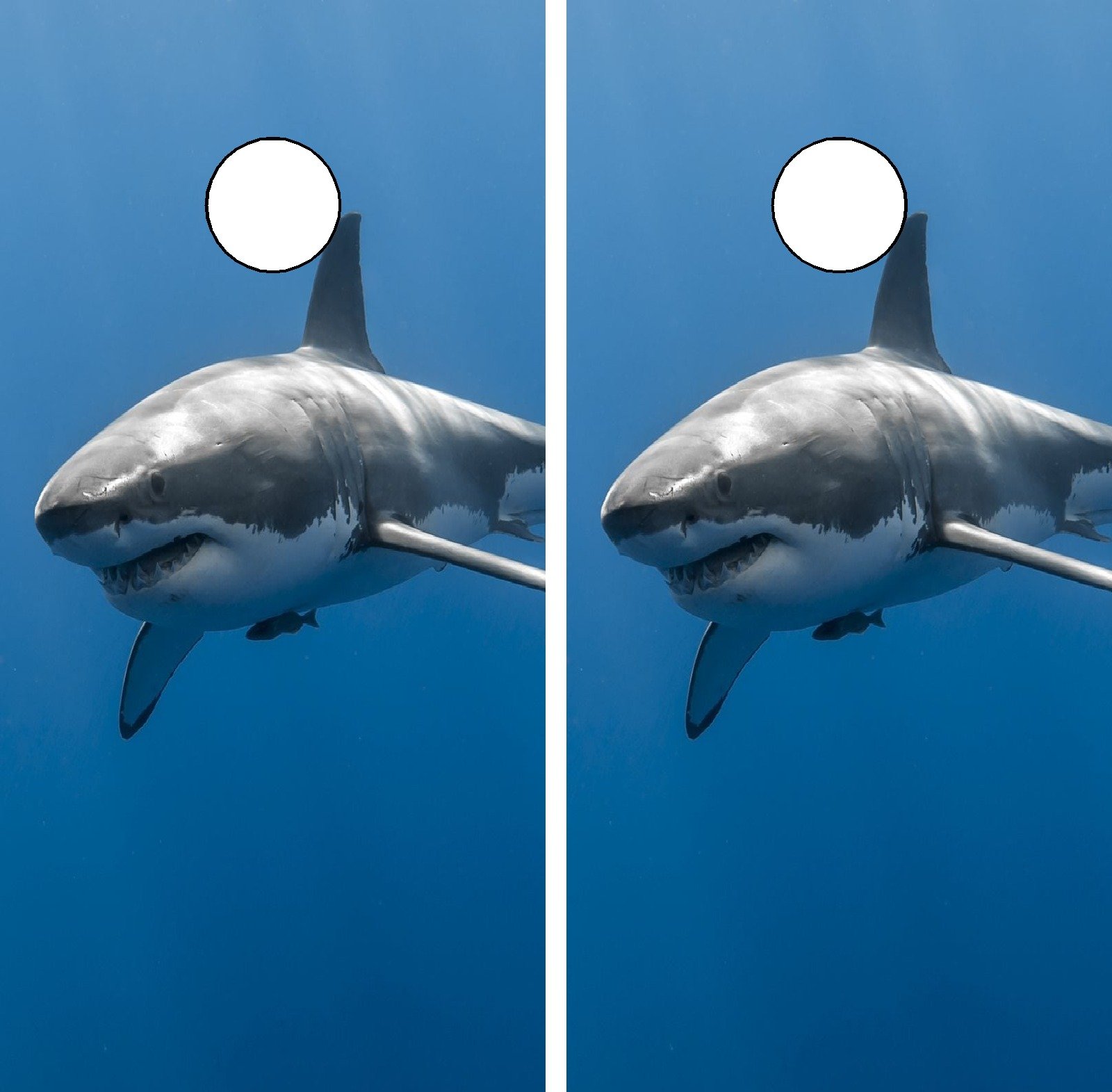 C258 Shark Cornhole WRAP Wraps Laminated Board Boards Decal Set Decals Vinyl Sticker Stickers Bean Bag Game Vinyl Graphic Tint Image