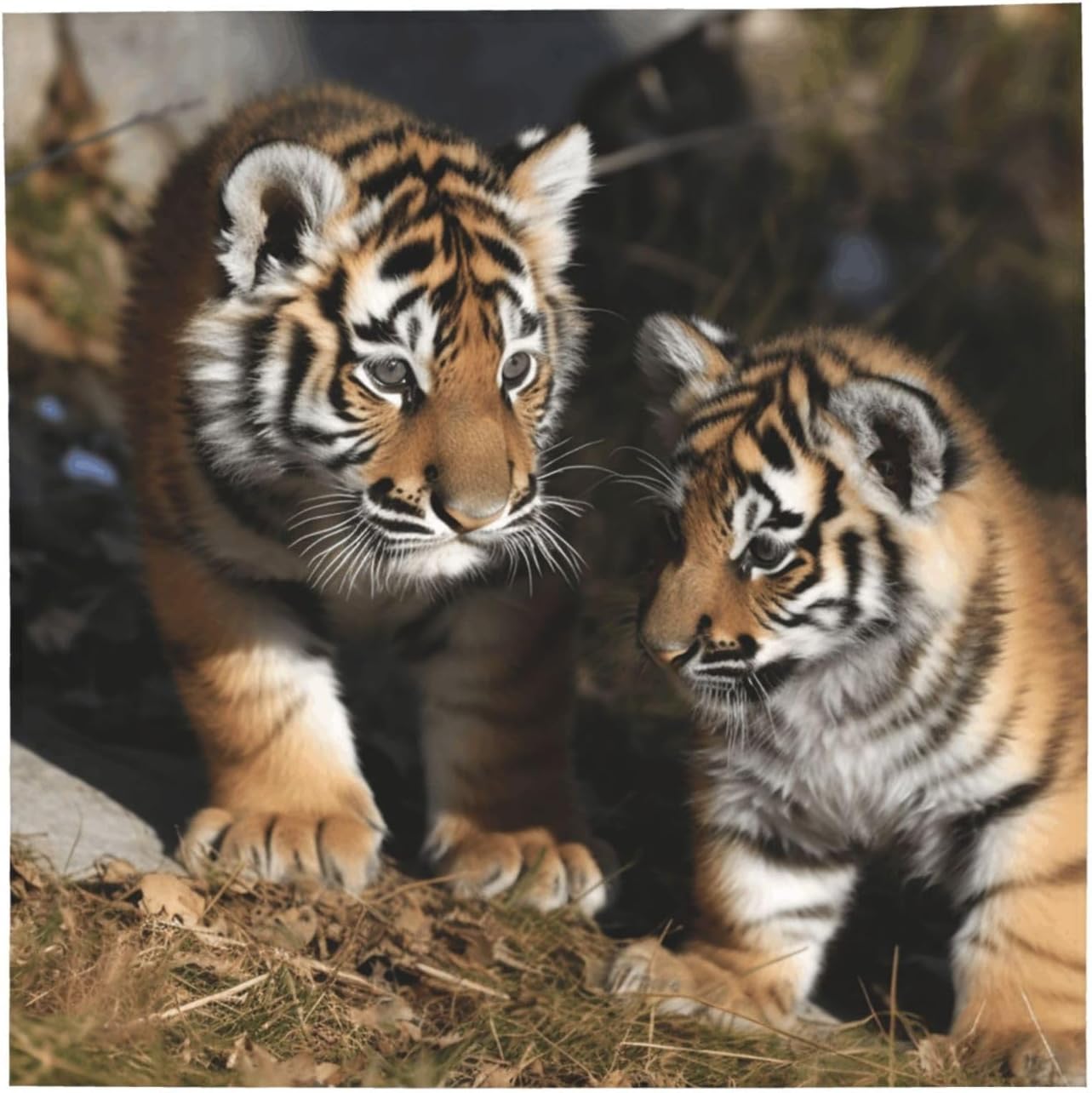 Cooling Bandanas for Men Women Square Hair Scarf 22" x 22" Novelty Headband Siberian Tiger Cubs Neckerchief
