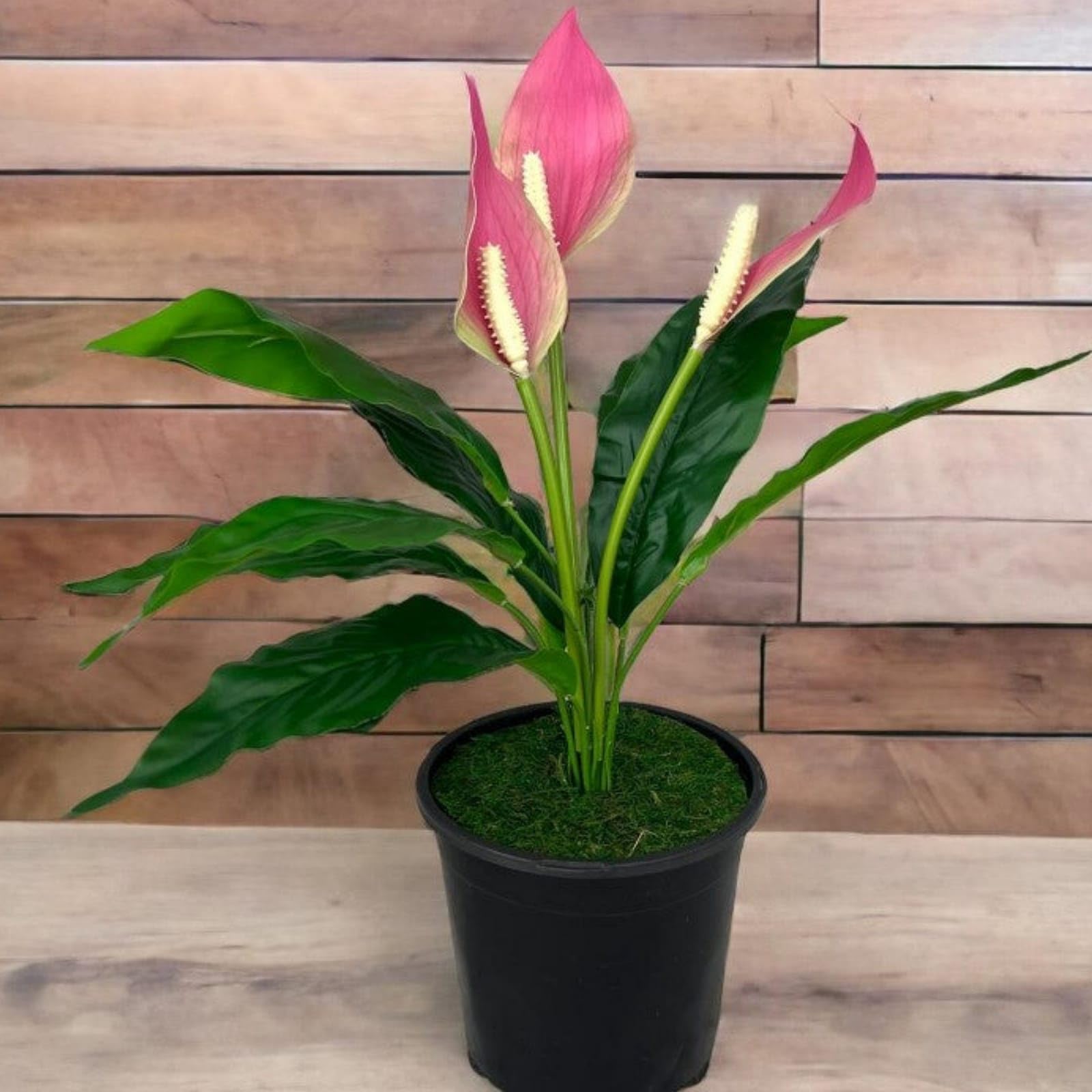 Live Beautiful Air Purifier Peace Lily Plant Spathiphyllum Air Purifying Live Indoor Plant with Flower Pot 2