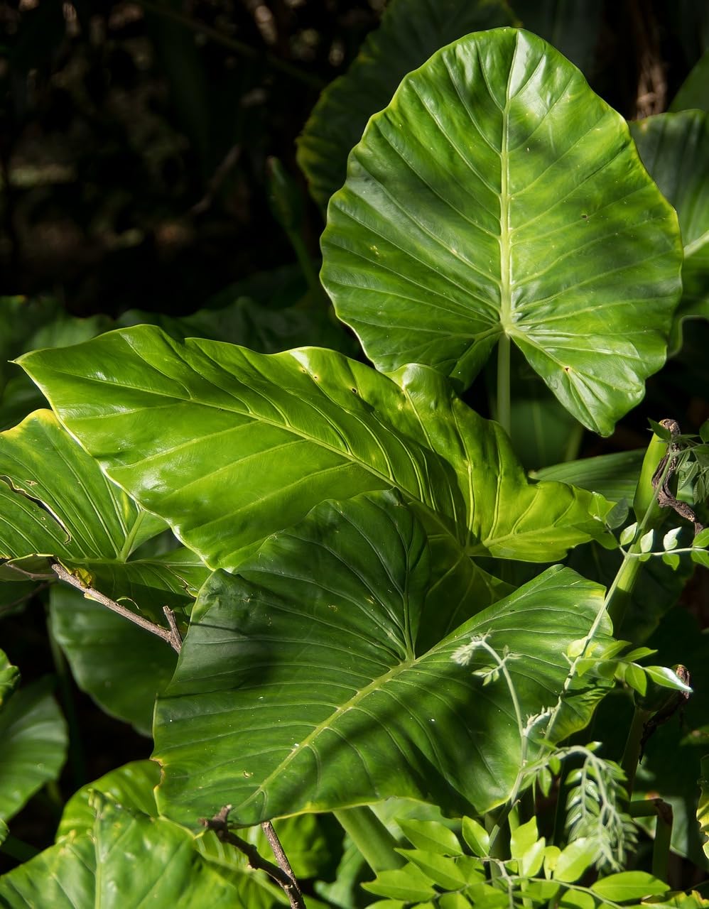 Planta natural Alocasia Macrorrhiza. Altura planta 30-40 cm. Planta tropical con hojas grandes y brillantes, ideal para interiores. Segura Garden.